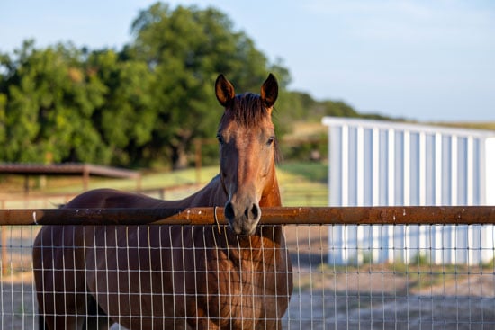 Full service horse boarding in Poolville Texas